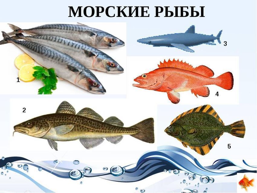 Морские и речные рыбы