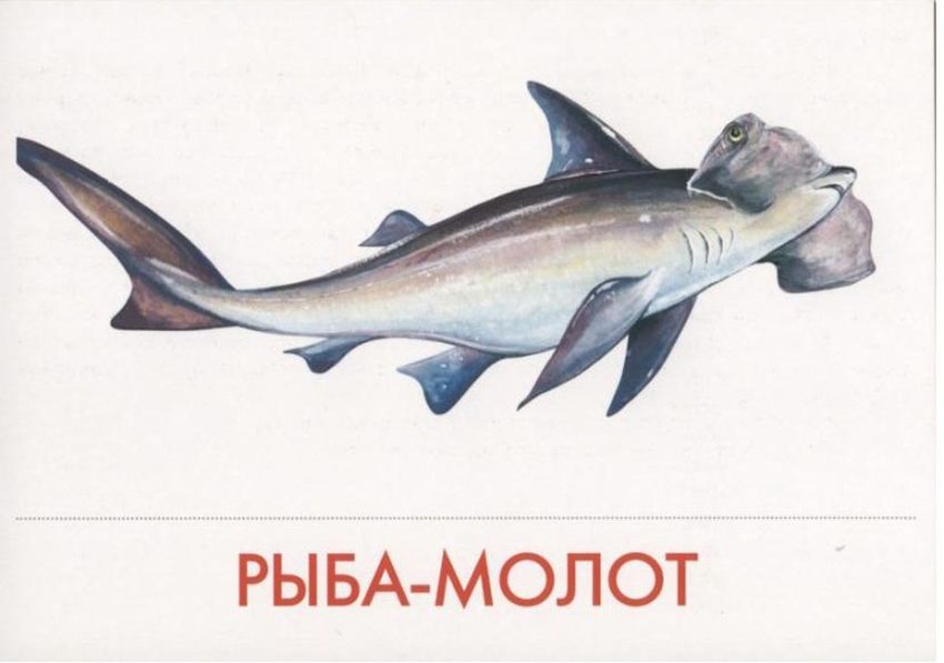 Рыбы с названиями для детей