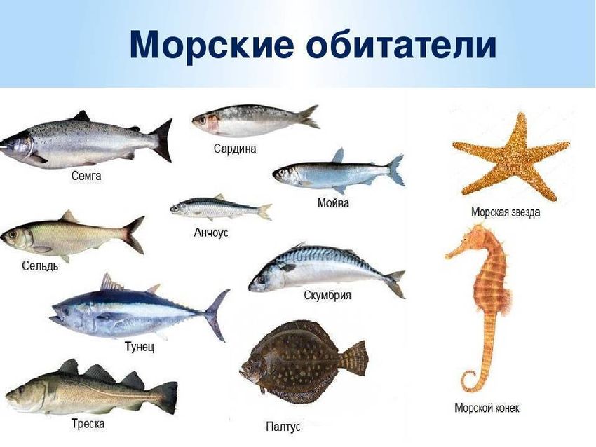 Морские рыбы с названиями