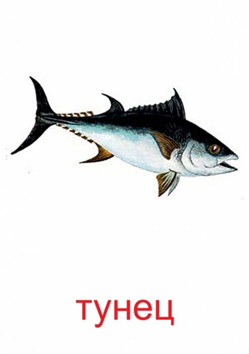 Тунец рисунок