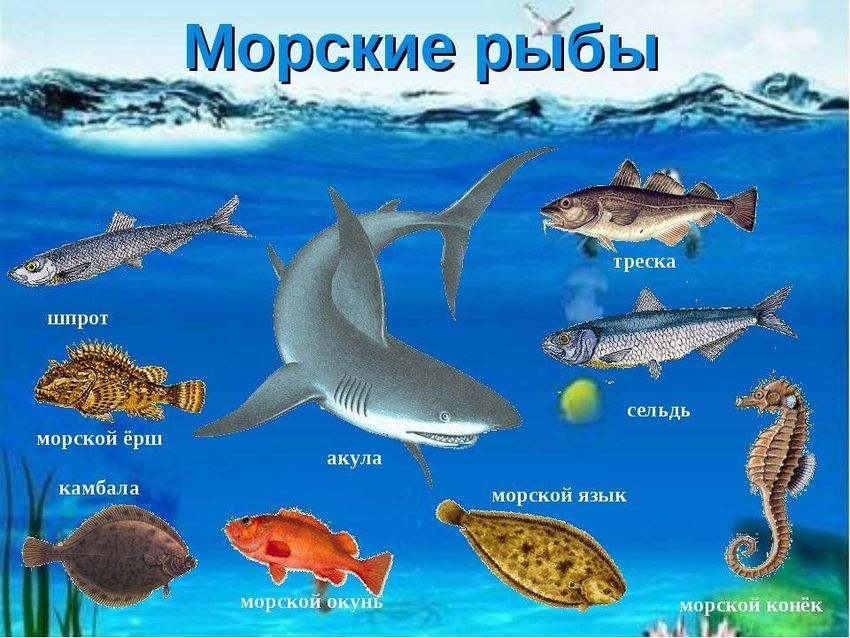 Морские рыбы для детей