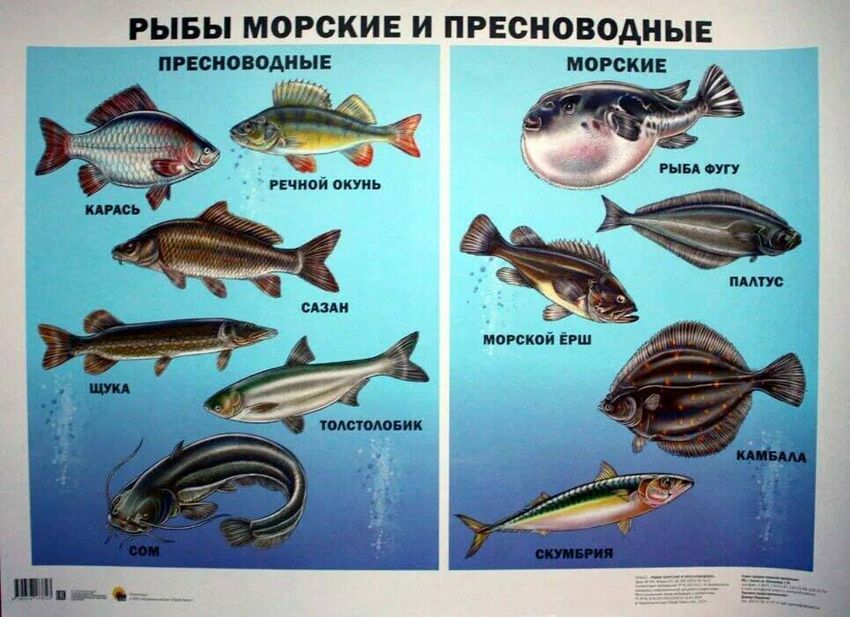 Морские рыбы картинки для детей с названиями