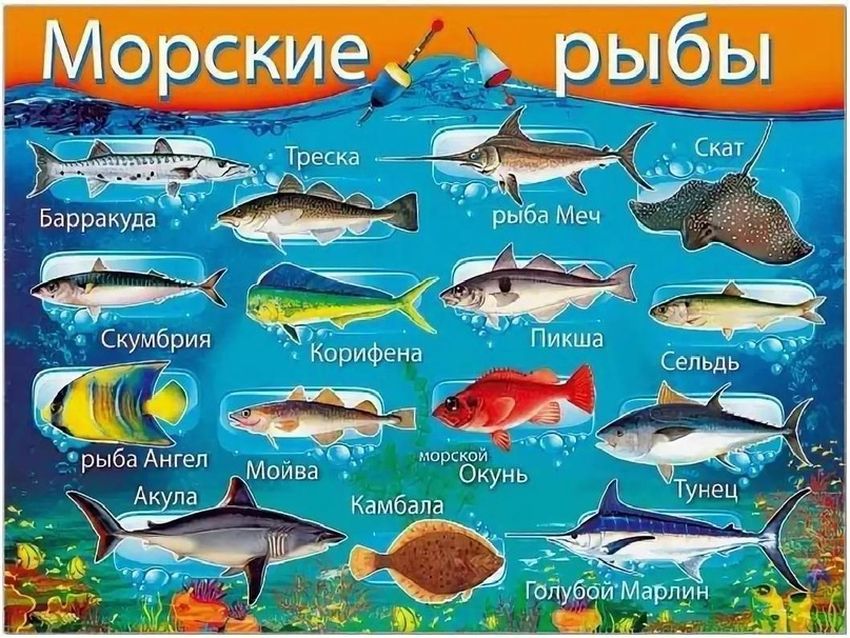 Морские рыбы для детей