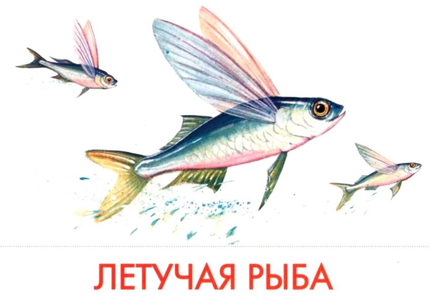 Рыбы с названиями для детей