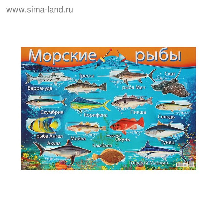 Морские рыбы с названиями