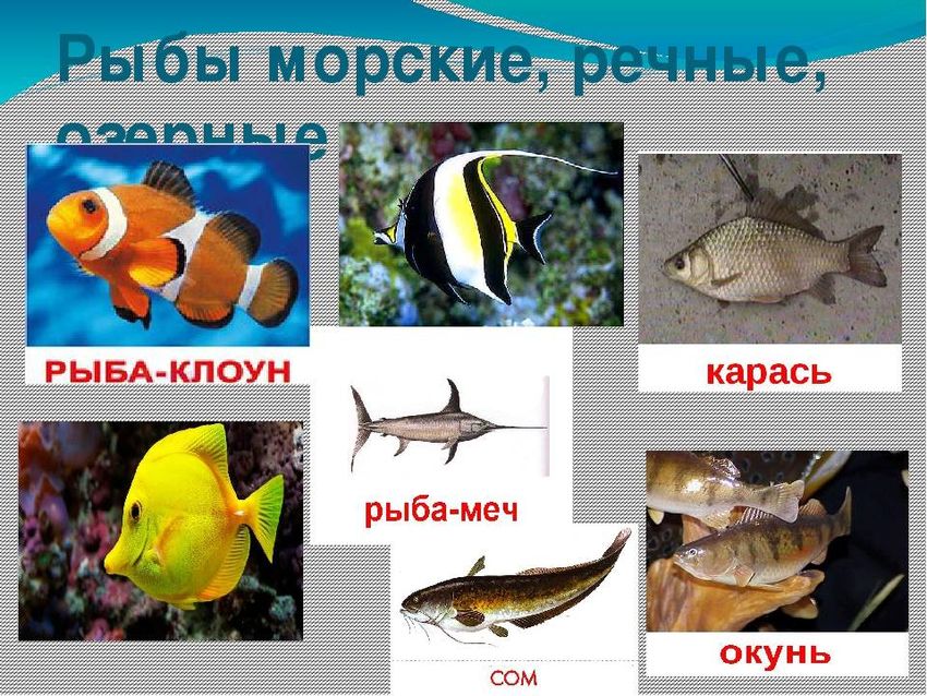 Морские рыбы для детей