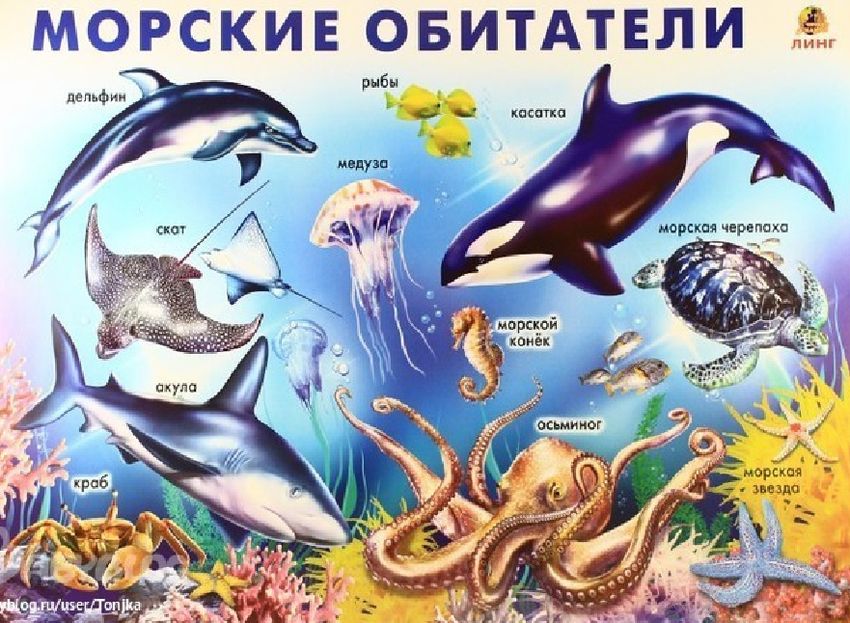 Плакат морские обитатели