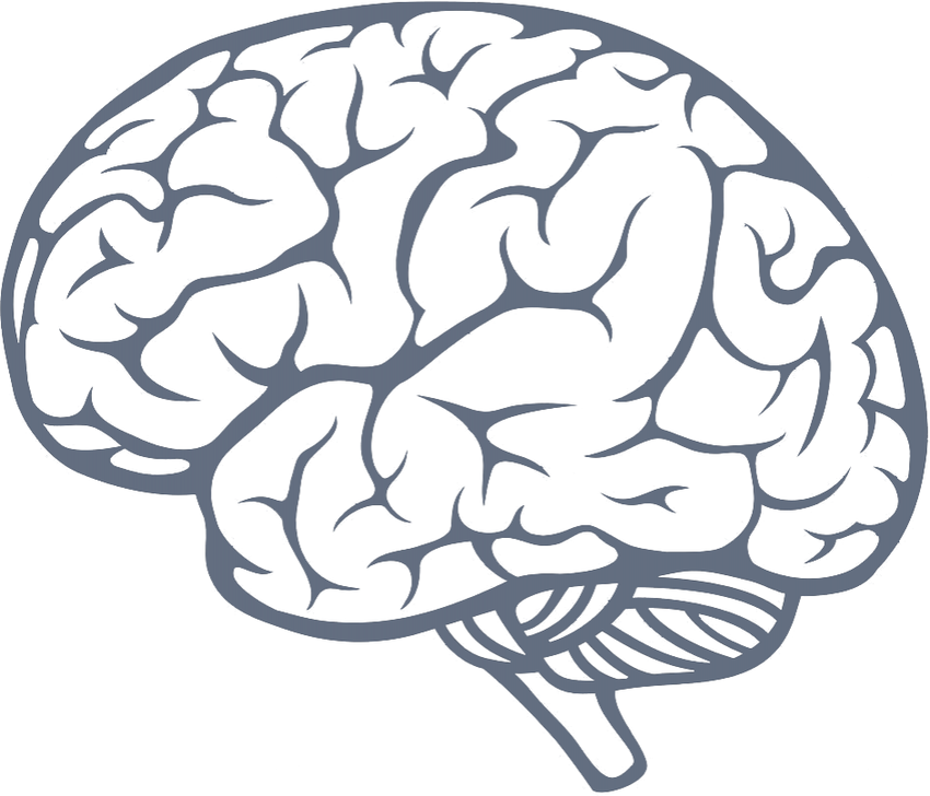 Мозг векторное изображение