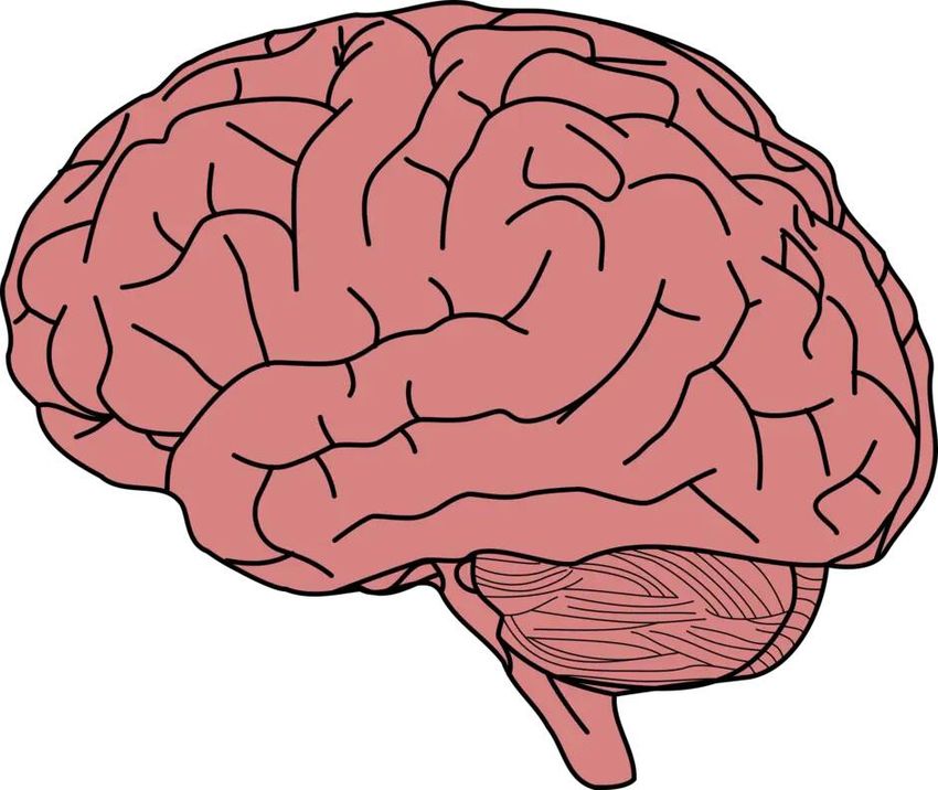 Мультяшный мозг