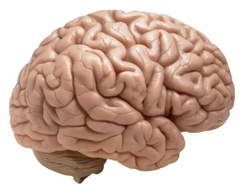 Головной мозг человека