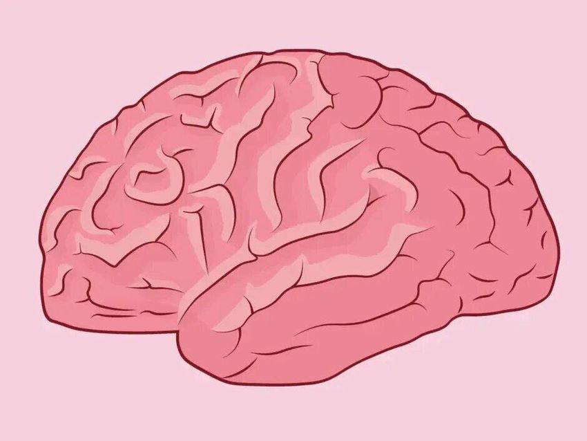 Мозг человека рисунок