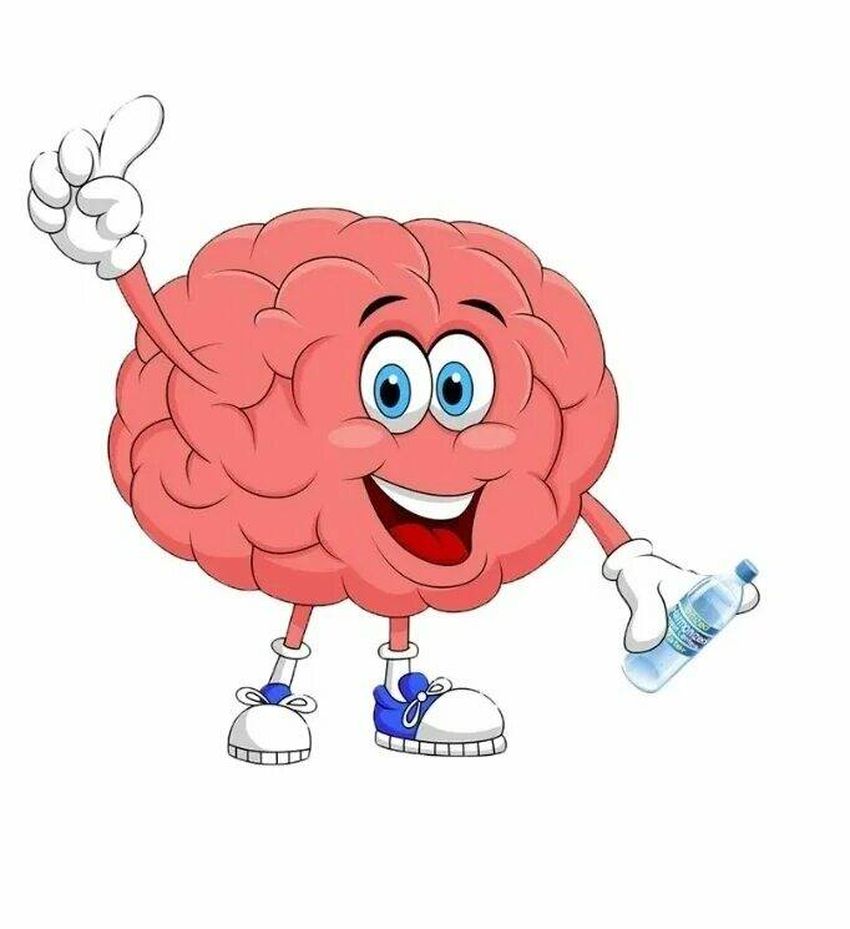 Мозг человека для детей