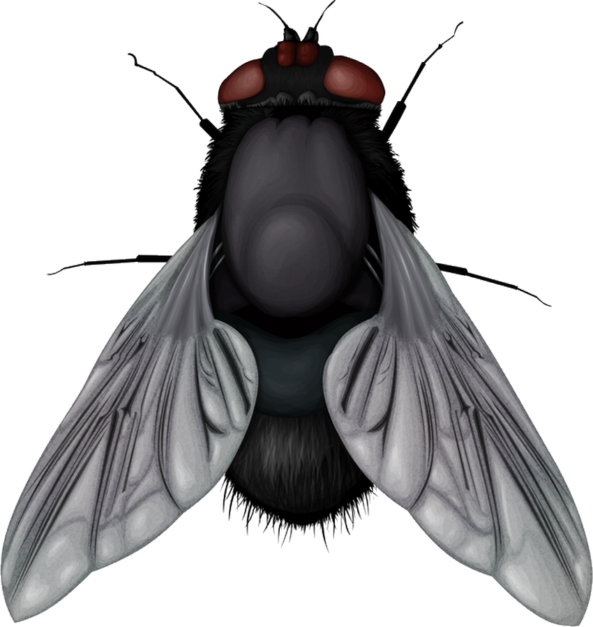 Клипарт муха