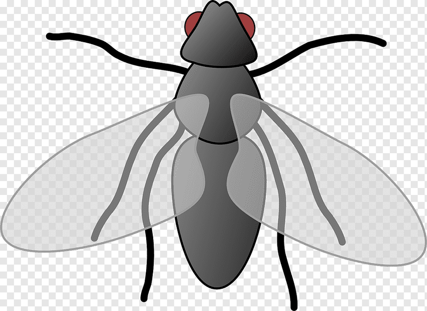 Муха рисунок Клипарт муха