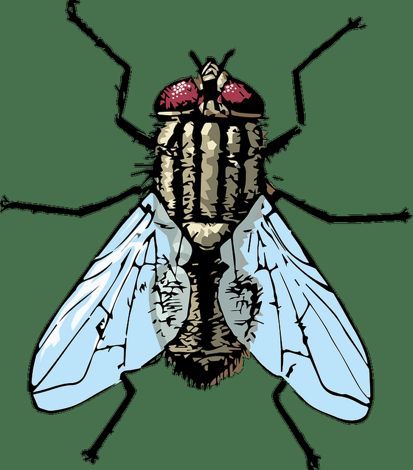 Комнатная муха Fly иллюстрация