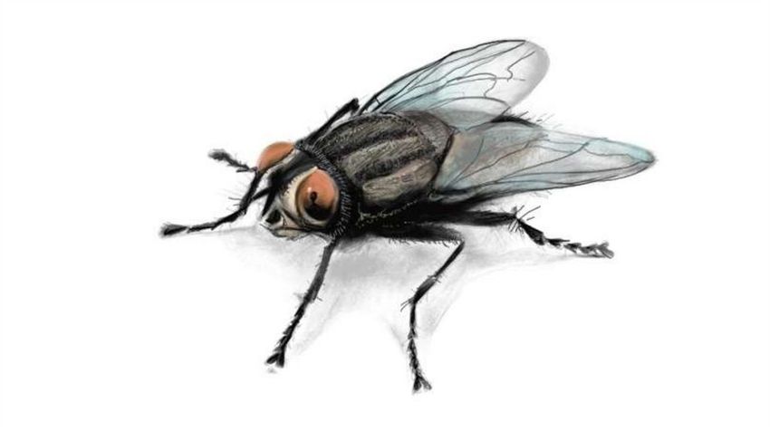 Муха Муха детский рисунок