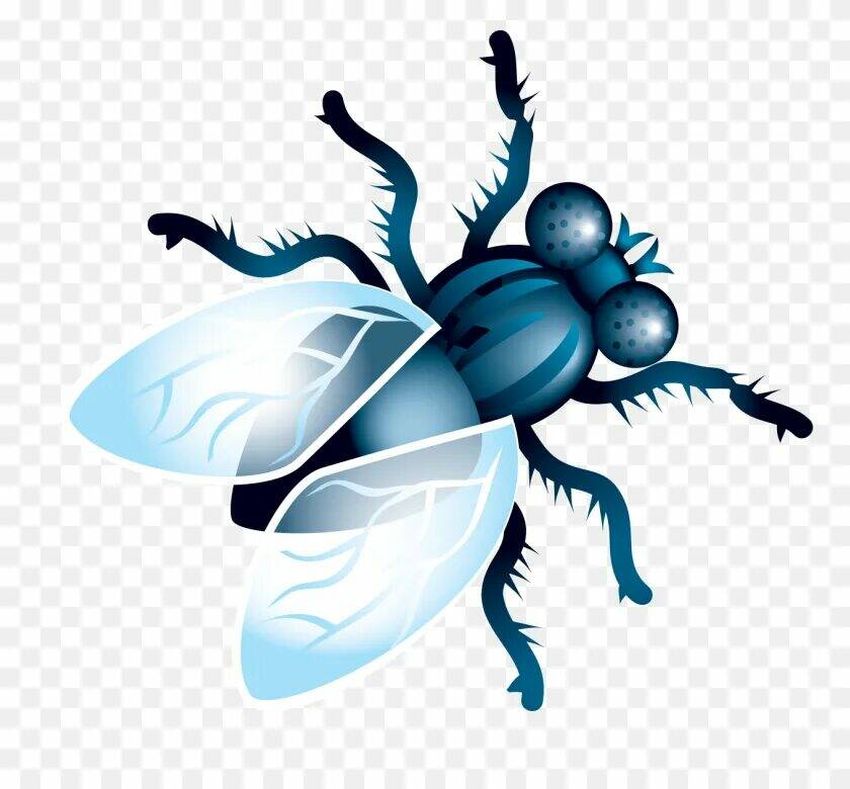 Муха на белом фоне Муха клипарт