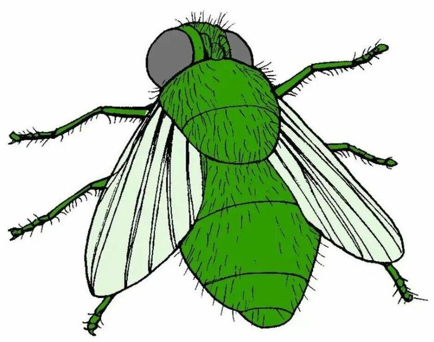 Муха рисунок Муха детский рисунок