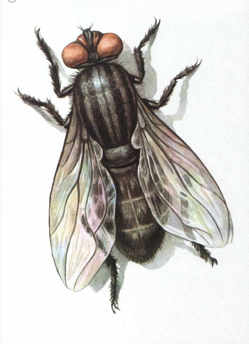 Муха Муха рисунок