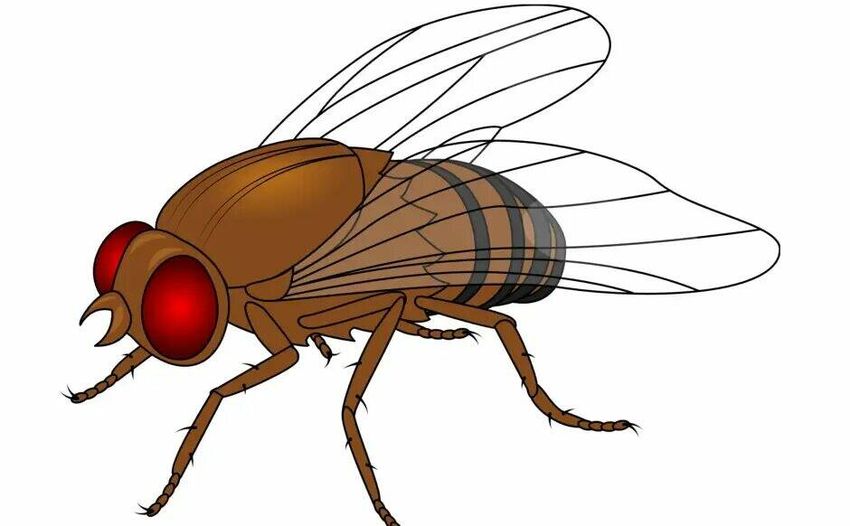 Муха на прозрачном фоне Муха