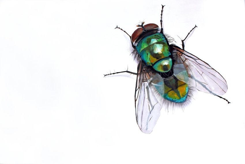 Муха Муха на белом фоне