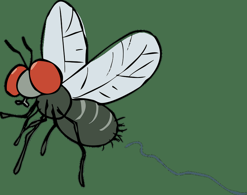 Муха Муха рисунок для детей