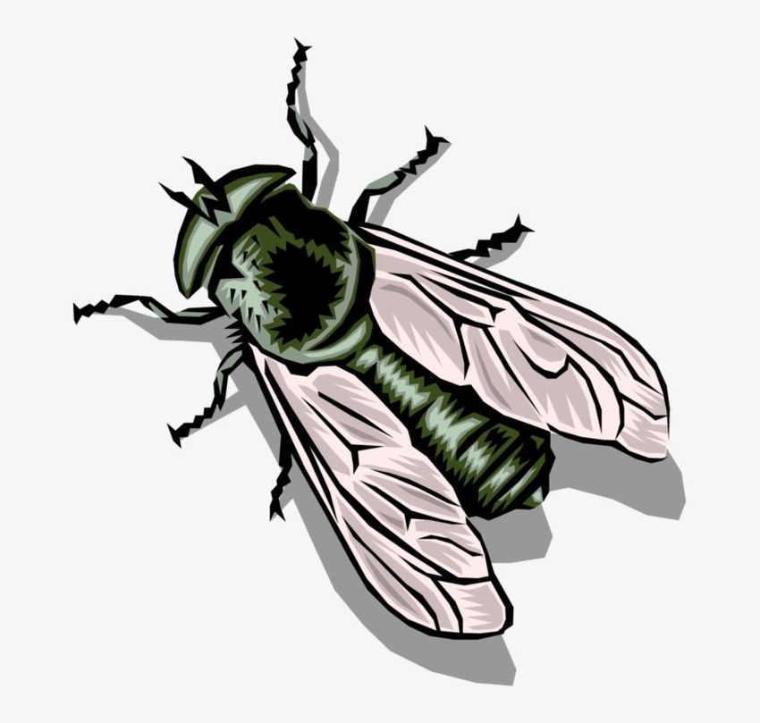 Муха рисунок Муха на белом фоне