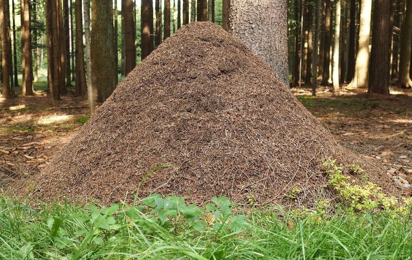 Муравейник Муравейник муравьи