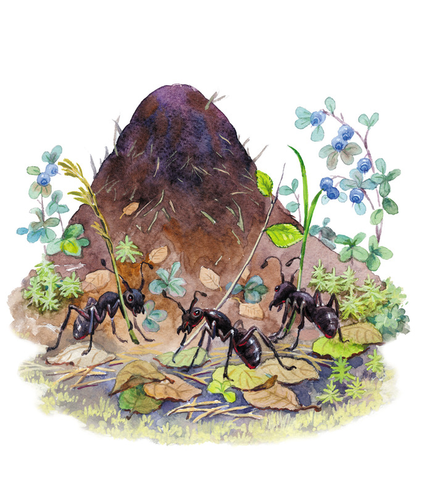 Муравейники Муравейник муравьи