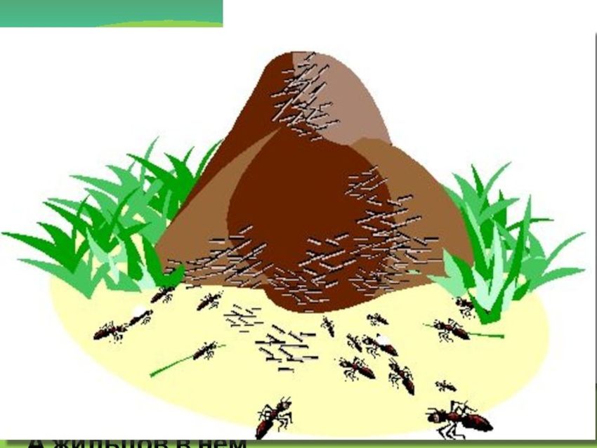 Муравейник Муравейник на прозрачном фоне