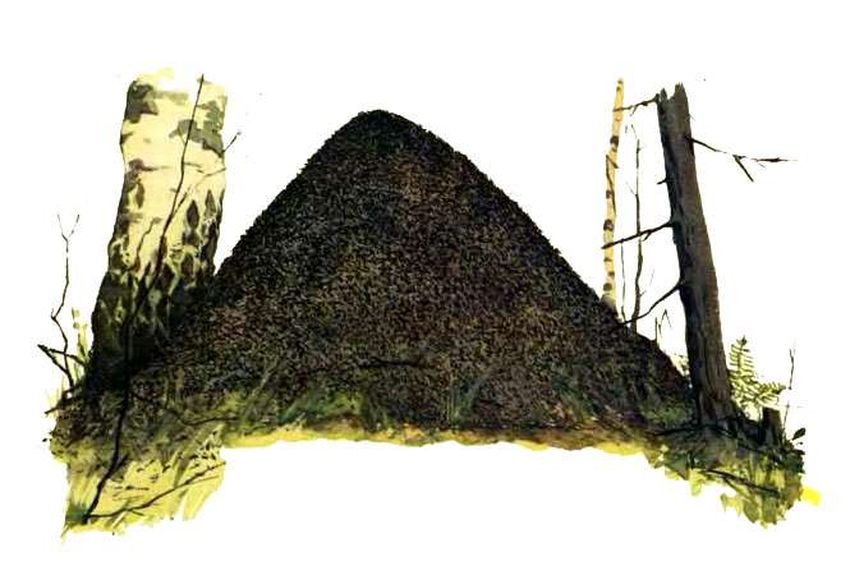 Муравейник Муравейник на белом фоне