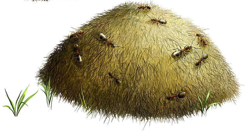 Муравейник на белом фоне Муравейник