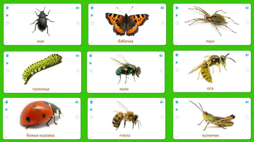 Карточки насекомые для детей