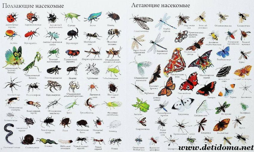 Плакат насекомые