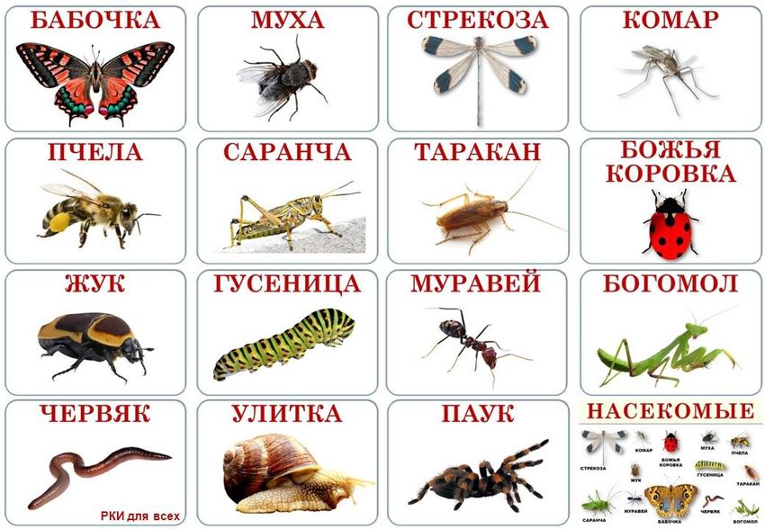 Карточки домана насекомые