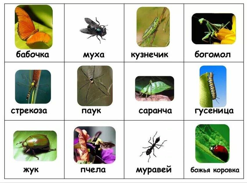 Название насекомых