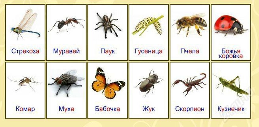 Карточки насекомые