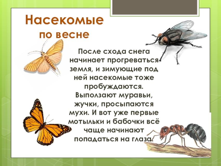 Просыпаются насекомые весной