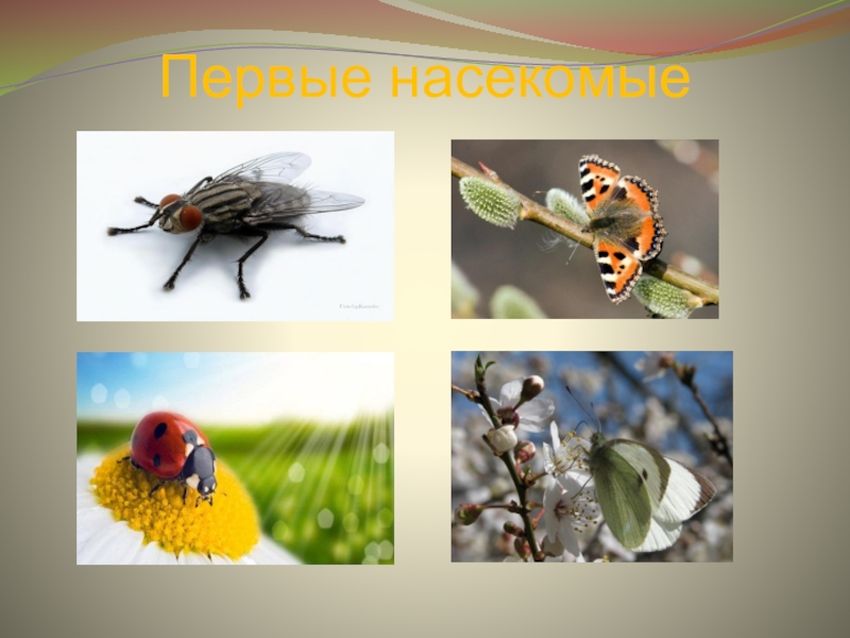 Насекомые презентация