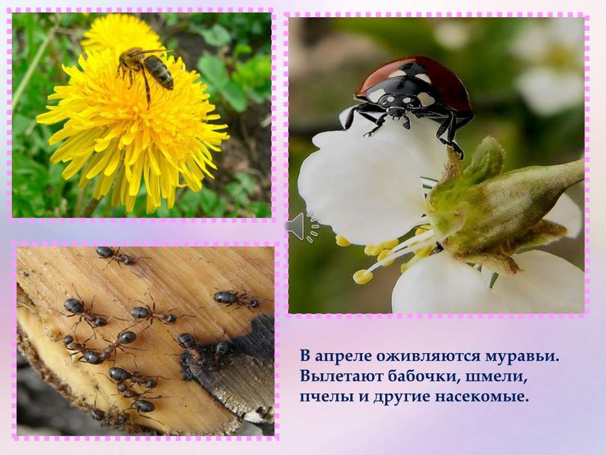 Насекомые весной