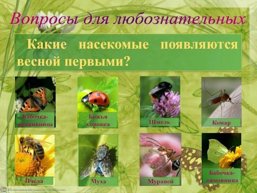 Насекомые презентация