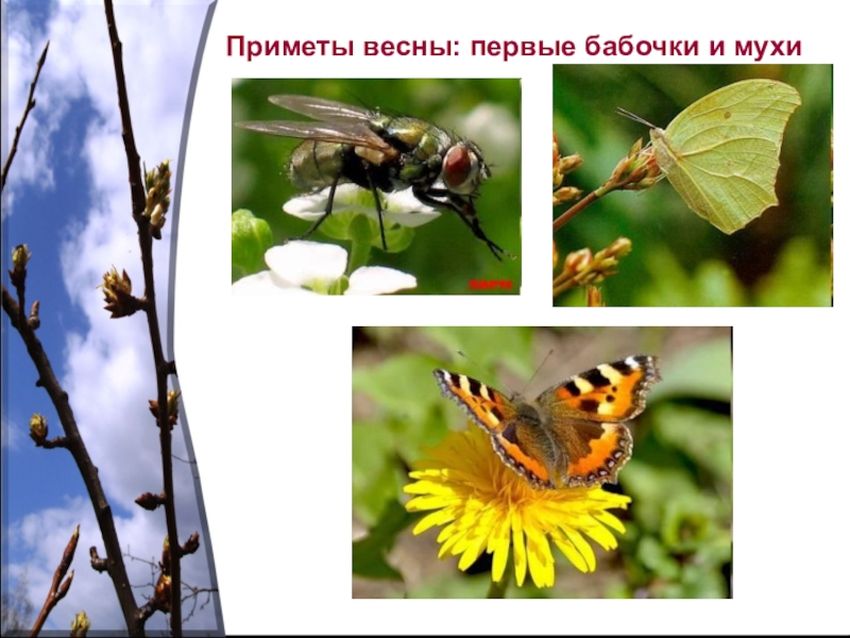 Насекомые весной