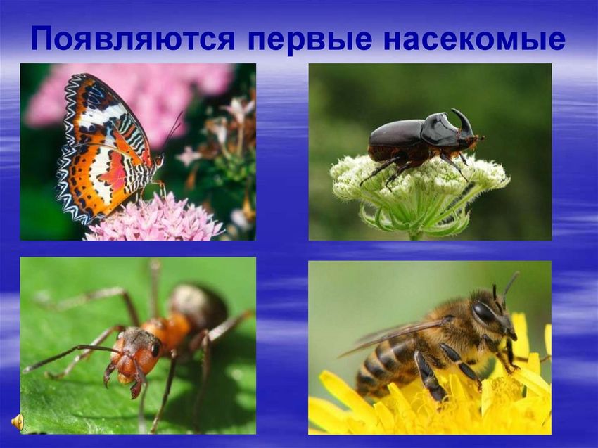 Насекомые весной