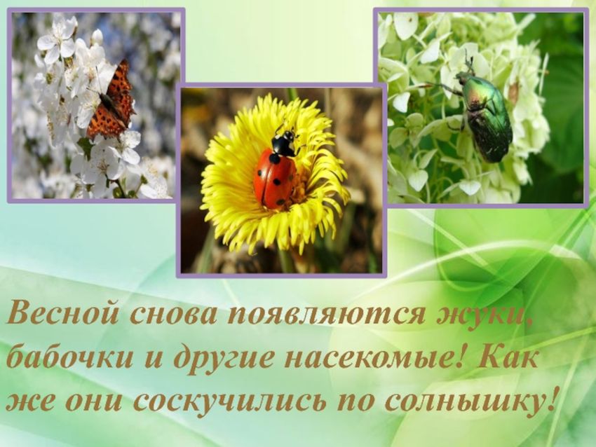 Насекомые весной для дошкольников