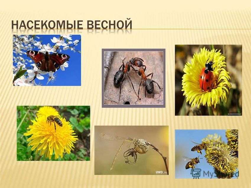 Насекомые весной для дошкольников