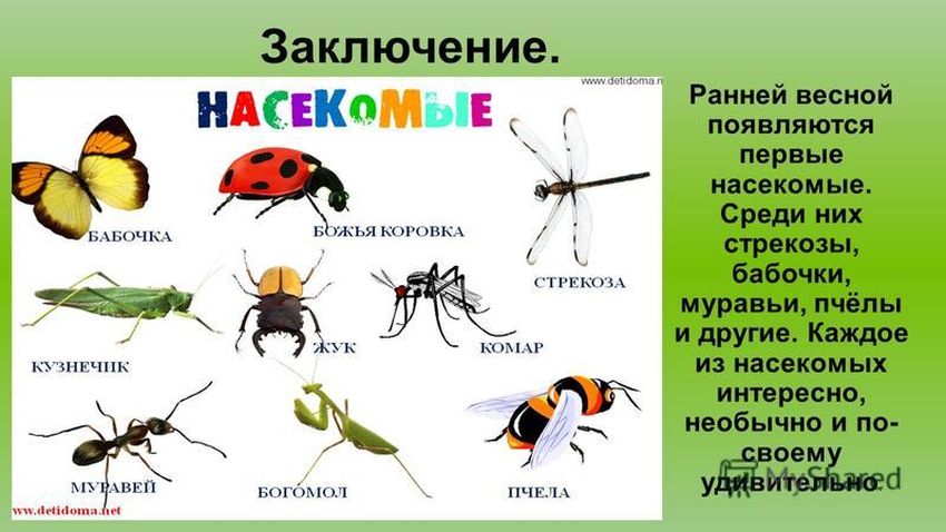 Насекомые для дошкольников