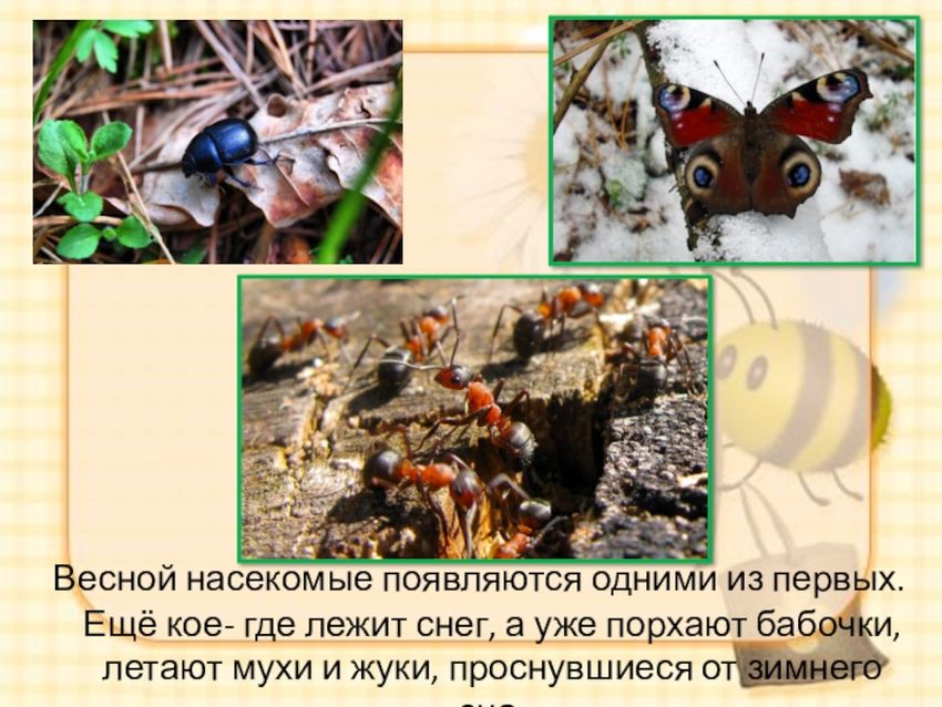 Насекомые весной