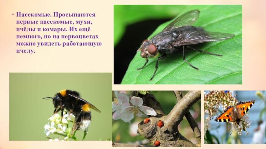 Муха