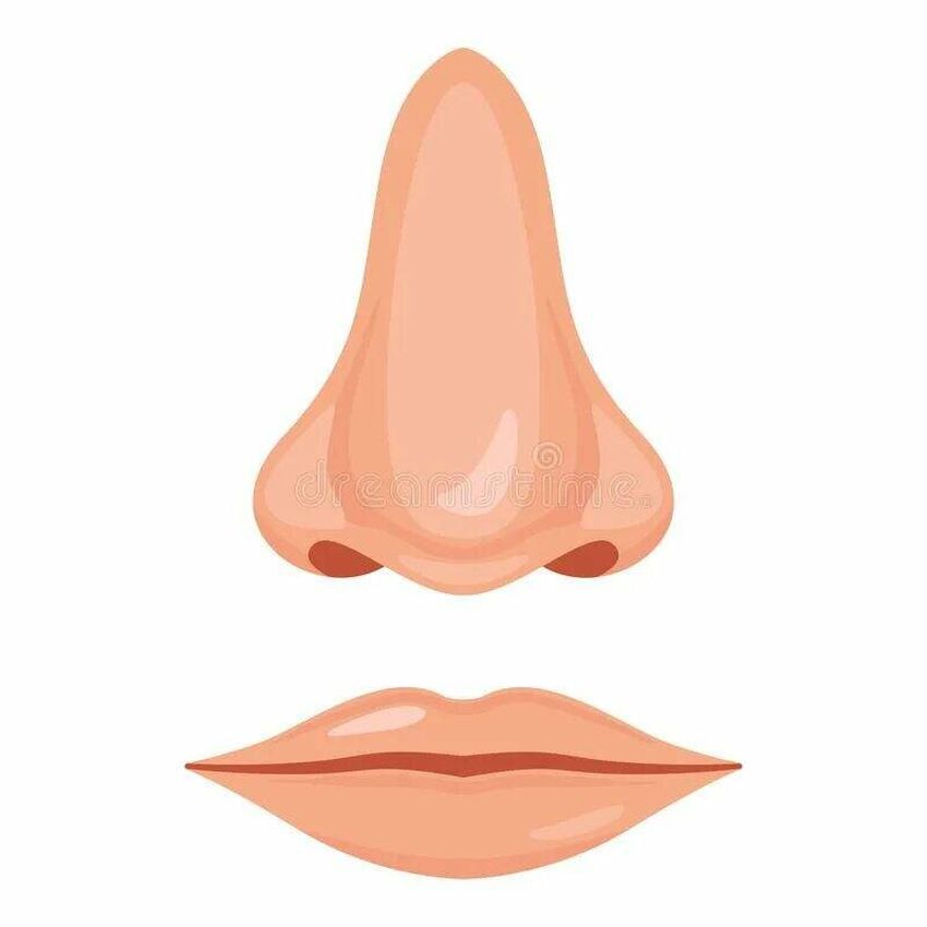 Нос вектор Нос рисунок