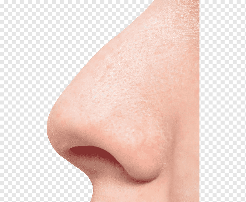 На носу Нос без фона